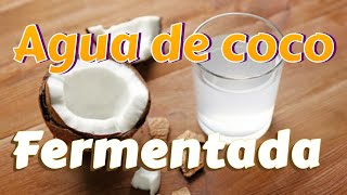 Agua de coco fermentada  Bebida probiótica [upl. by Ludeman655]