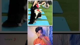 Adorable Dog Changes the Rules at the Gym shorts [upl. by Svend]