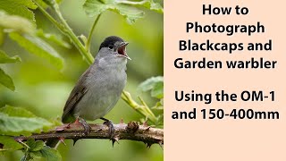 Using the OM1 and 150400mm for the almost impossible Blackcap and Garden warbler [upl. by Rasure19]