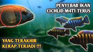 Wajib tau  Penyakit Yang sering menyerang ikan cichlid [upl. by Burrus36]