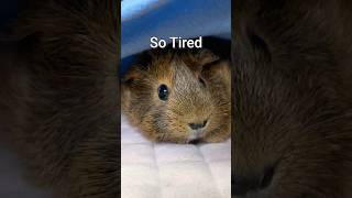 Rus Hump Day vibe Perpetually tired 😪 shorts guineapig guineadad [upl. by Marcelline114]