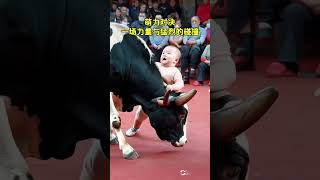 With his innocent smile and unconventional moves the baby bravely challenged the cow The cow als [upl. by Anson]