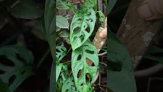 Top 12 colorful leaves plants ☘️gardenning gardenplants shortvideo [upl. by Nytram]