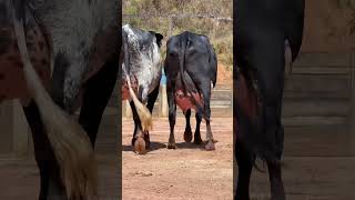 Girlando Cow  Girdhara Dairy Farm  World Record Cow  80 Litres Per Day shorts cow [upl. by Cassandre]