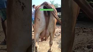 Chausa Pashu Mandi in Bihar State shorts cow animals chausa [upl. by Ferde607]