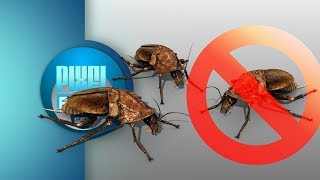 Anti Roaches Invasion Ultrasonic Sound Stop Beetle Insects How to get rid of Cockroach Forever [upl. by Oinegue]