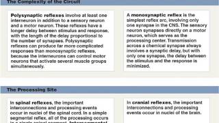 Chapter 12  The Spinal Cord and Spinal Nerves  Part 2 [upl. by Anivlis]