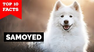 Samoyed  Top 10 Facts [upl. by Ailuj846]