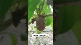 Colossal Caterpillar eating my Ube leaf🐛🤭 WondersofNature [upl. by Wolfy623]