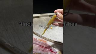 I found a fishing lure in a fishes STOMACH😳 fishing shorts [upl. by Calvano]