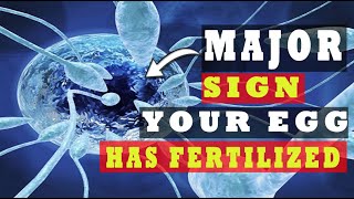 Egg and Sperm Meet Symptoms – Major Signs Your Egg Has Been Fertilized 5 INDICATIVE SYMPTOMS [upl. by Ahsikar]