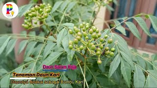 Tanaman Daun Kari [upl. by Janot]