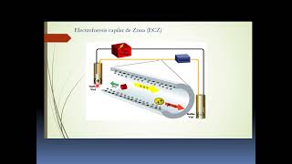 CLASE ELECTROFORESIS CAPILAR 2021 [upl. by Hellene]