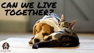 Do Beagles Get Along With Cats [upl. by Olrak]