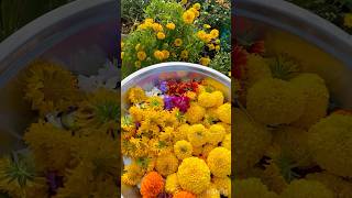 Todays flower harvest in my terrace garden Pom pom variety Marigold n gailardia harvesting shorts [upl. by Hayley935]