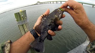 Saltwater Pier Fly Fishing  SEA BASS  Windy Day Fly Rodding [upl. by Novaelc]