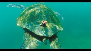 sea turtle tortuga Meeresschildkröte 1080p HD Relaxing Music Klangmassage [upl. by Tugman]