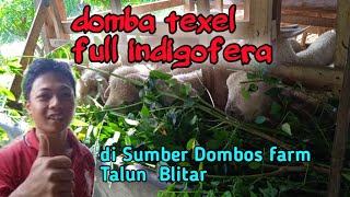 domba texel full indigofera di sumber dombos farm  talun blitar milik mas andri widodo [upl. by Fairbanks]