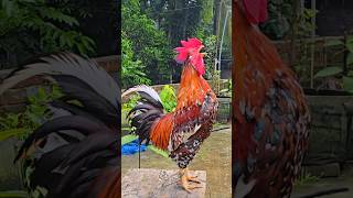 Adorable Aggressive Rooster Crowing  Rooster Crowing Loud [upl. by Akinaj]