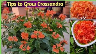 Tips to Grow Blooms in Crossandra Plant  కనకాంబరాలు బాగా పూయలంటే ఈ చిట్కాలు పాటించండి  ByVedhya [upl. by Llerdnad]