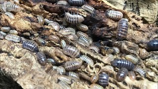 Armadillidium vulgare ‘Punta Cana’ and other Gems [upl. by Harrod]