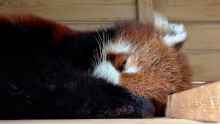 My presence can make the red panda feel safe and secure while it sleeps [upl. by Richy948]