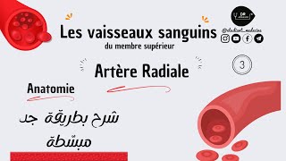 📍 Les vaisseaux sanguins  Artère radiale  شرح بطريقة جد مبسّطة للسنة أولى طب [upl. by Aivatnuahs]