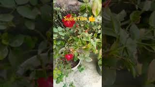 Aao baagwani kare gardning gardenplant gardningtips homegardning flowers ytshorts viralvideo [upl. by Westbrooke]