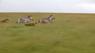 How hyenas hunt rare footage [upl. by Oirramaj34]