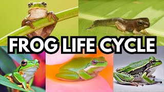 Frog Life Cycle  How Tadpole Transforms Into A Frog  Life Cycle of Frog  Metamorphosis  Science [upl. by Naginnarb]