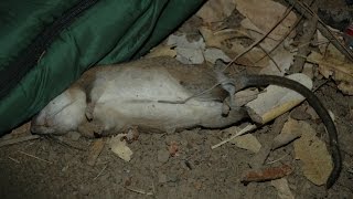 Dangers Of Rodenticide Use And How It Effects Wildlife [upl. by Leroy]