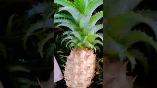 Nenas Batu herbs naturalremedy kidneystone batukarang [upl. by Blancha818]