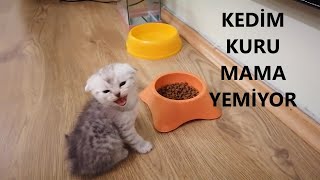 Kedilerimi Kuru Mamaya Alıştırdım  Yavru Kedi Kuru Mamaya Ne Zaman Geçer [upl. by Ahsekel635]