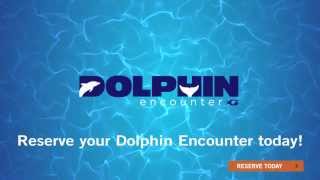 Meet a Dolphin at Georgia Aquarium [upl. by Odelia]