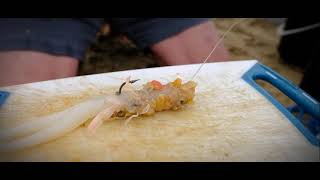 Chokka and Cracker Shrimp Bait Presentation [upl. by Dnalerb]