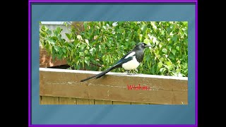 Magpie came for breakfast at 957 am [upl. by Llenrad625]