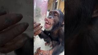 Chimpanzee gets every last drop of his SMOOTHIE chimpanzee monkey ape [upl. by Frieder]