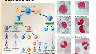 Leukopoïesis stages of formation of WBC [upl. by Dorina]