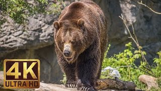 4K Ultra HD Video of Wild Animals  1 HR 4K Wildlife Scenery with Floating Music [upl. by Adnoloy]