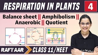 Respiration in Plants 04  Balance Sheet  Amphibolism  Anaerobic  Quotient  Class 11NEET [upl. by Varien]