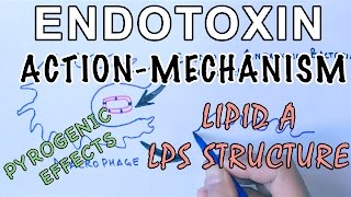 Mechanism of Endotoxins  Pyrogen Activation amp LPS Structure [upl. by Aserehtairam]