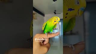 GREEN BUDGIE CHOTU birds tamed budgiesbeby babybirds budgienation cute budiges budgies [upl. by Oigolue105]