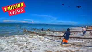 Amazing Beach Seine Net Fishing  Hundred Of Fish Catching In Sea [upl. by Cailly]