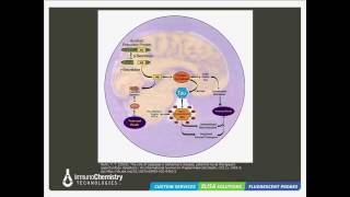 Apoptosis and Alzheimers Disease Fluorescent Detection Approaches [upl. by Chadburn743]