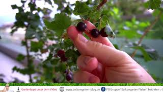 Jostabeeren 😍 ein echter Geheimtipp für den Garten [upl. by Aremat]