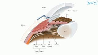 ciliary body [upl. by Yardley]