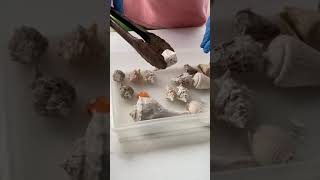 How to Clean Shells with Muriatic Acid [upl. by Kempe]