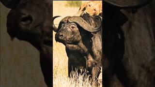 quotBrave Buffalo Defies Lions to Rescue Her Friends  Epic Wildlife Rescuequot [upl. by Esetal]