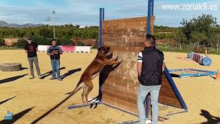 Perro saltando empalizada increíble Pastor Belga Malinois [upl. by Sirrad]