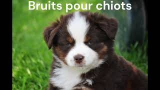 Bruits pour Chiots berger americain miniature [upl. by Aivuy341]